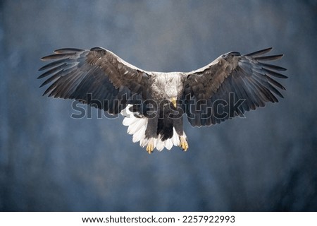 White Tailed Eagle in Poland Zdjęcia stock © 