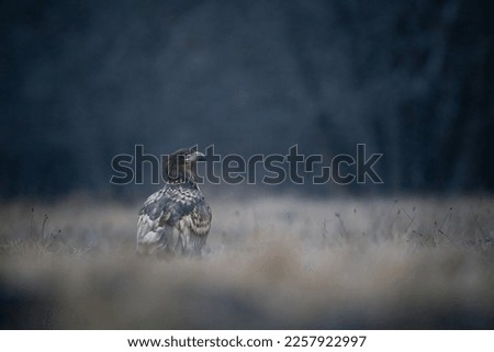 White Tailed Eagle in Poland Zdjęcia stock © 