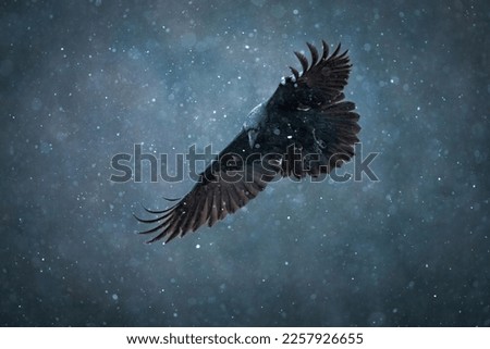 Common Raven in flight in Poland Zdjęcia stock © 