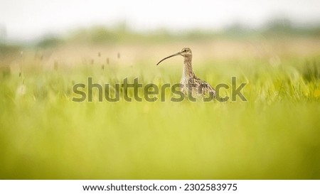 Eurasian Curlew on the meadow in Biebrza National Park Zdjęcia stock © 
