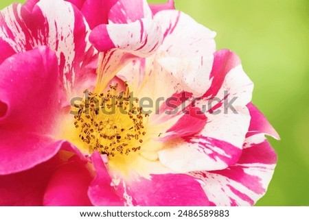 Similar – Image, Stock Photo Delicate pink striped rose cultivated in the gardens of an urban park