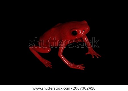 Frog. 3d representation of an extinct species of poison dart frog, named splendid poison frog, and its scientific name is Oophaga Speciosa.
Is a 3d illustration of the frog.
amphibian. Foto stock © 