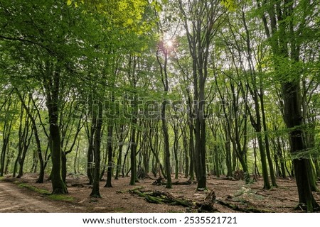 Similar – Image, Stock Photo beech forest in summertime