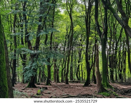 Similar – Image, Stock Photo beech forest in summertime