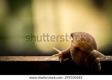 snail, slow, motion, roman, road, way, mollusk, wet, helix, two, conical, copy, spring