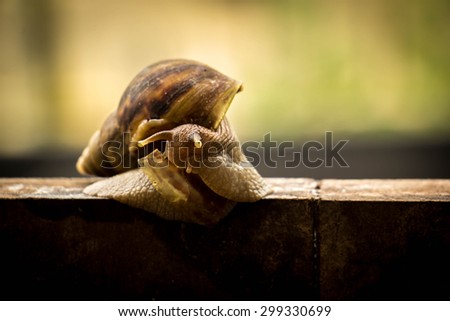 snail, slow, motion, roman, road, way, mollusk, wet, helix, two, conical, copy, spring