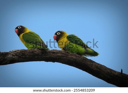 Similar – Image, Stock Photo Lovebirds Nature Sky