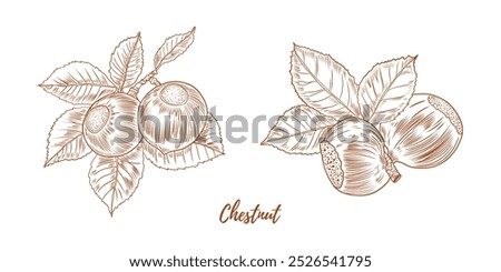 Set of vector chestnut branch with nuts and leaves flowers line art illustration, graphic line chestnut floral combination. Chestnut branch. Great for any designs, textile, art, walls