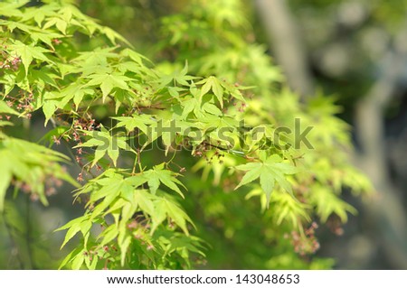 Bright green leaves of the Chinese Maple Tree in the Lion Grove Garden, Suzhou, China