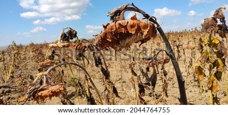 dead sunflowers can no longer greet the sun Сток-фото © 