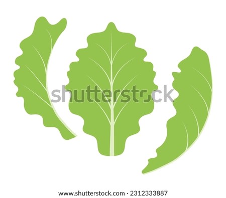 Soft green lettuce leaves. Leafy vegetables, natural products.