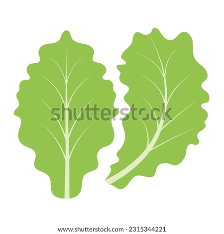 Green lettuce leaves. Leafy vegetables, natural products.