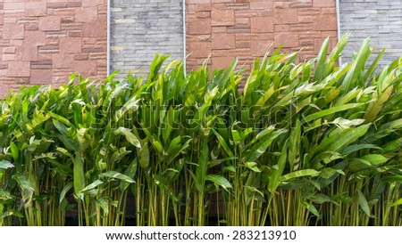 Heliconia plants on the wind, in front of a brick wall