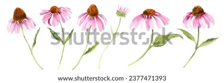 Similar – Image, Stock Photo The purple coneflower