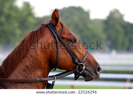 A Beautiful Chestnut Brown Thoroughbred Race Horse On Saratoga Race ...