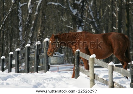 A beautiful Chestnut brown thoroughbred race horse on the farm after a winter snow storm