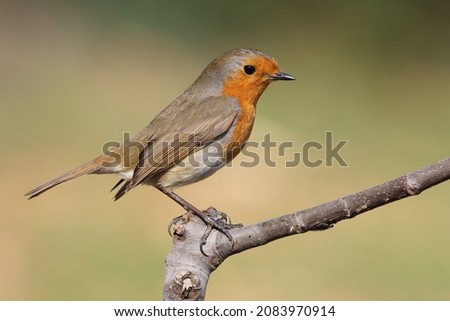 Similar – Image, Stock Photo Robin on the branch