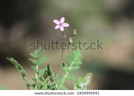 Image, Stock Photo meadow stork bill in a meadow