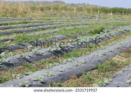 Image, Stock Photo Fence with plastic film