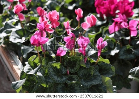 Similar – Image, Stock Photo Amazing cyclamen in bloom in winter