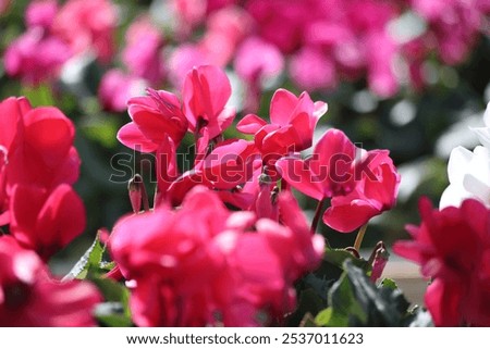 Similar – Image, Stock Photo Amazing cyclamen in bloom in winter