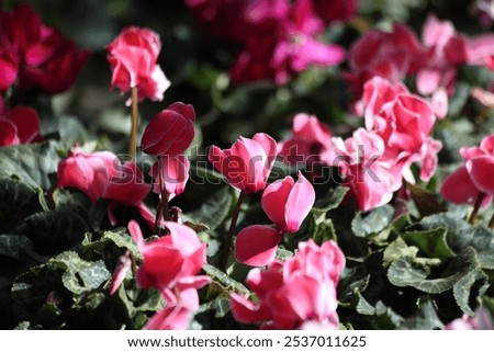 Similar – Image, Stock Photo Amazing cyclamen in bloom in winter