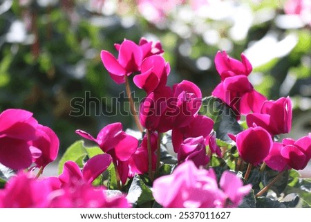 Similar – Image, Stock Photo Amazing cyclamen in bloom in winter