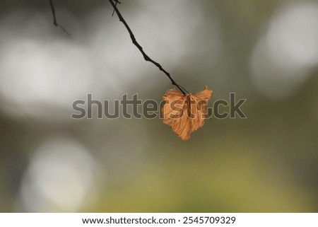 Similar – Image, Stock Photo Lonely curled leaf