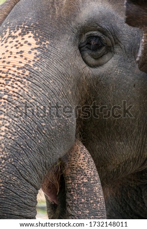 Closeup vertical detail of an Indian elephant (Elephas maximus indicus) feeding itself by using its own trunk. Chonburi, Thailand. Nature and wildlife. Zdjęcia stock © 