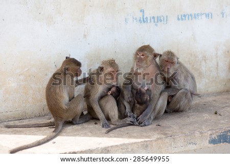 Isolated monkey family is sitting on the rock