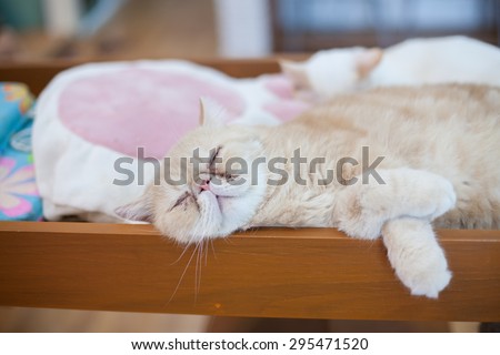 Serious cat, cat at home, funny cat , domestic animal, fat cat