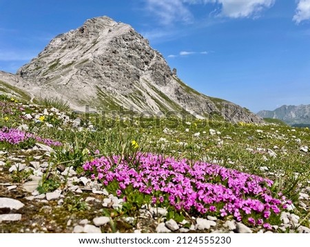 Pink alpine flowers, Mohnenfluh peak in Arlberg region, close to Lech, in the background. Vorarlberg, Austria. High quality photo 商業照片 © 