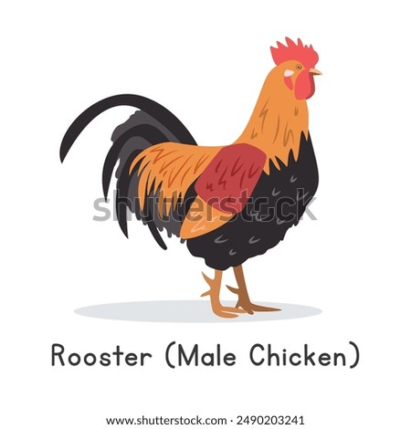 Chicken rooster vector illustration. Cute rooster male chicken cartoon clipart, animal in flat style. Farm animals concept, rural farming. Livestock poultry rooster vector design isolated on white