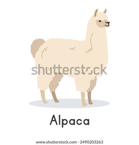 Alpaca vector illustration. Cute alpaca cartoon clipart, animal in flat style. Farm animals concept, rural farming. Livestock animal alpaca vector design isolated on white background