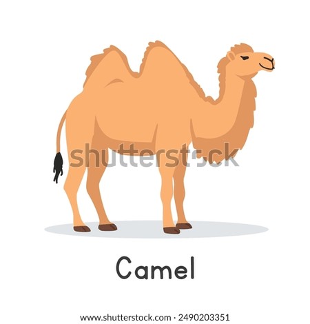 Camel vector illustration. Cute two-humped camel cartoon clipart, animal in flat style. Farm animals concept, rural farming. Livestock desert animal camel vector design isolated on white background