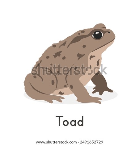 True toad vector illustration, cartoon clipart character, animal in flat style. Wild animals, wild creatures, wildlife concept. Toad with warty skin vector design isolated on white background