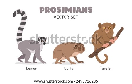 Prosimians vector illustration set. Prosimian species cartoon clipart set in flat style. Lemur, loris, tarsier flat vector design. Wild animals, primates concept