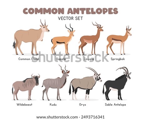 Antelopes vector illustration set. Antelope species cartoon clipart set in flat style. Common eland, gazelle, impala, springbok, wildebeest, kudu, oryx, sable antelope flat vector design