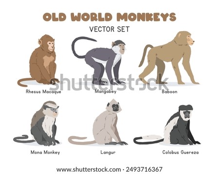 Old World monkeys vector illustration set. Old World monkey species cartoon clipart set in flat style. Rhesus macaque, mangabey, baboon, mona monkey, langur, colobus guereza flat vector design