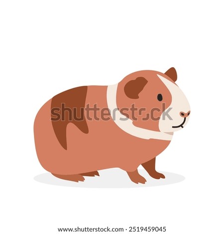 Guinea pig simple vector illustration. Dutch guinea pig cartoon clipart, animal in flat style. Farm animals concept, rural farming. Livestock animal guinea pig vector design isolated on white