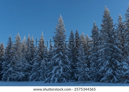 Foto Bild Wald mit hohen Tannenbäumen und Waldweg