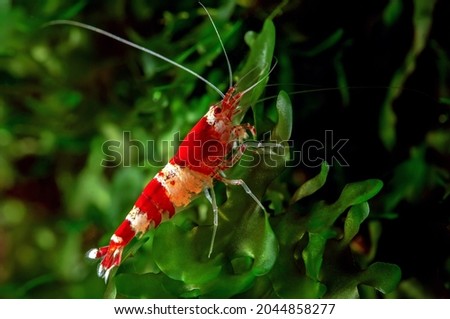 Shrimp Cardina sp.Crystal Red