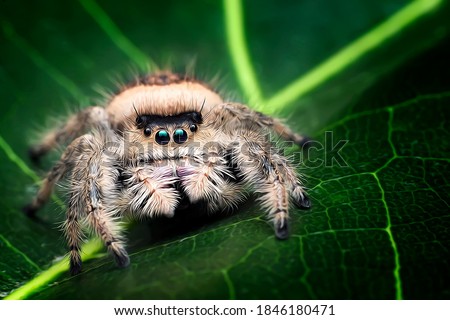 Similar – Image, Stock Photo arachnids