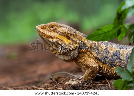 Similar – Image, Stock Photo bearded dragons Nature