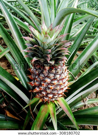 Fresh tropical pineapple in farm