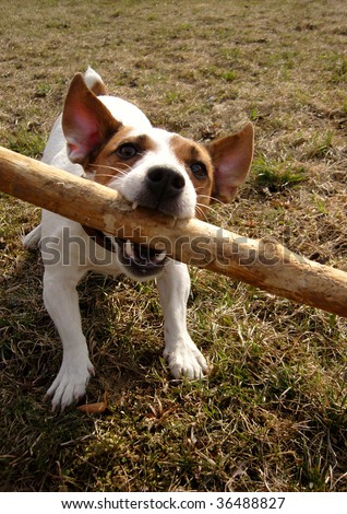 brown and white jack russel terrier with big stick