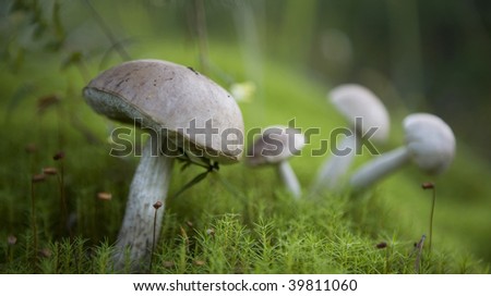four beautiful mushrooms grow up in the forest