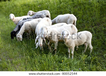 sheep standing in a field