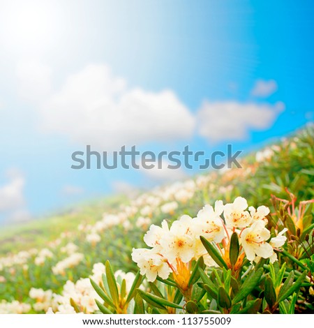 wildflowers. gift card.  mountain meadow field of white flowers against the sky. Rhododendron caucasicum Pall