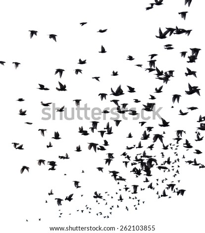 A flock of migratory birds. set of black silhouettes of birds flying in the sky. Isolated on white background